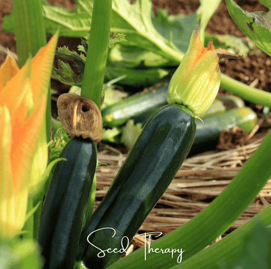 Zucchini growing in a garden with green leaves and orange flowers, featuring the brand 'Seed Therapy'.