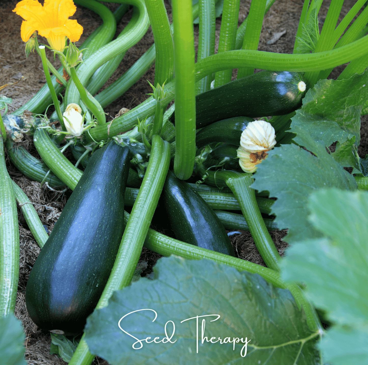 Zucchini plants with green zucchinis and yellow flowers in a garden, featuring the brand 'Seed Therapy'.