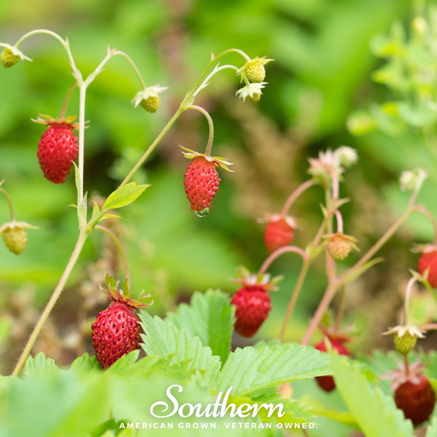 Wild Red Strawberry – 200 Seeds
