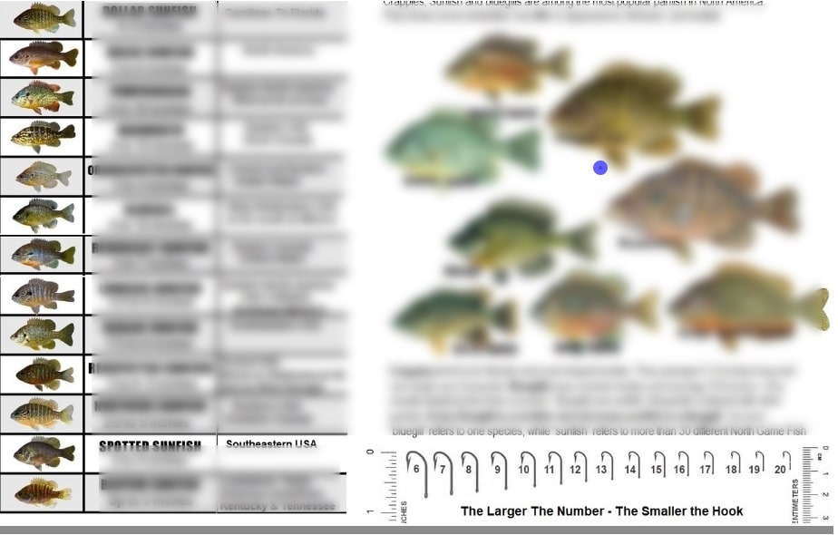 Common Fresh Water Bass and Sunfish of North America