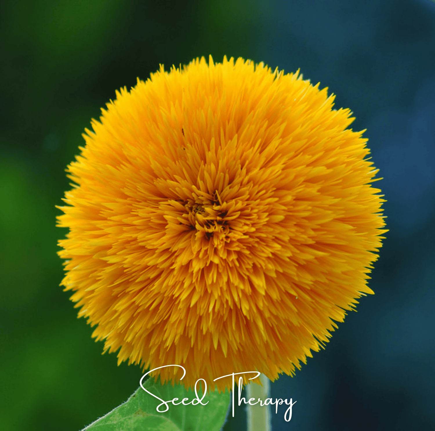 Close-up of a yellow flower with a blurred green and blue background, featuring the brand 'Seed Therapy'.