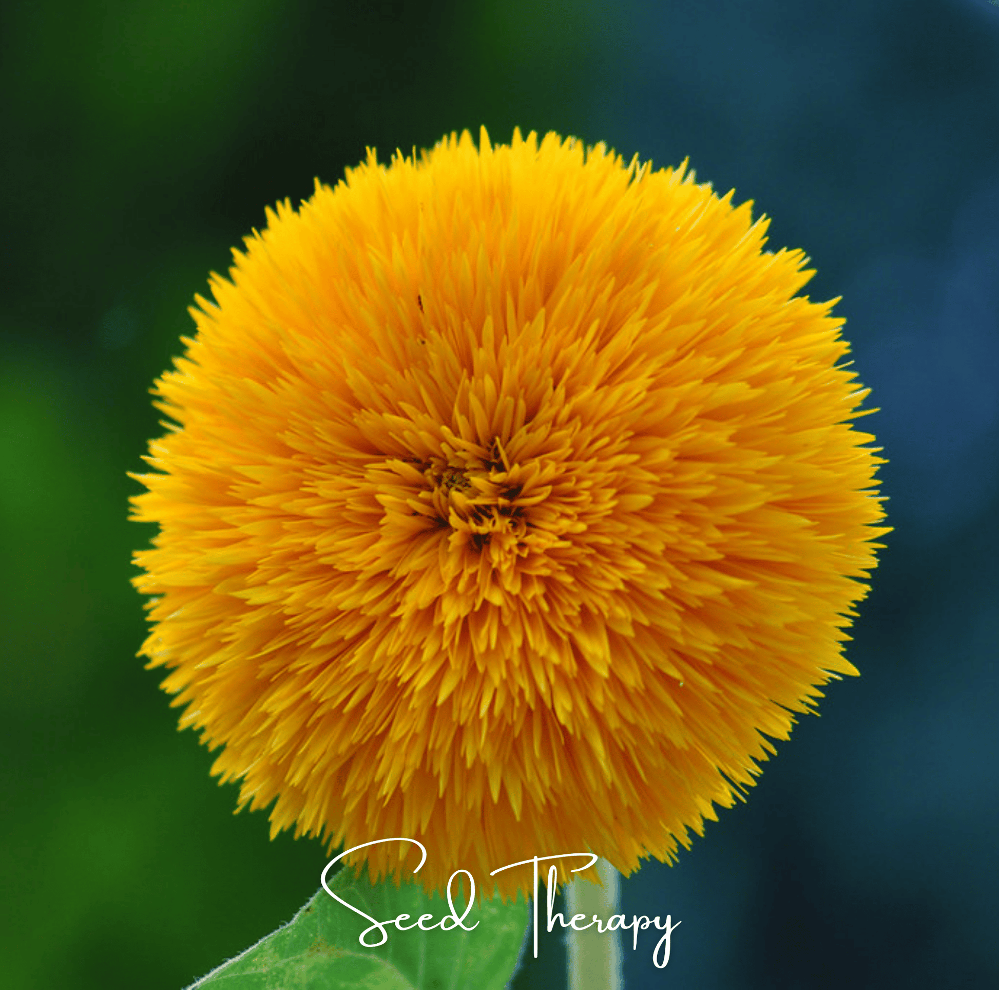 Close-up of a yellow flower with a blurred green and blue background, featuring the brand 'Seed Therapy'.