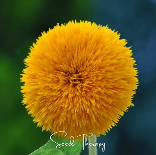 Close-up of a yellow flower with a blurred green and blue background, featuring the brand 'Seed Therapy'.