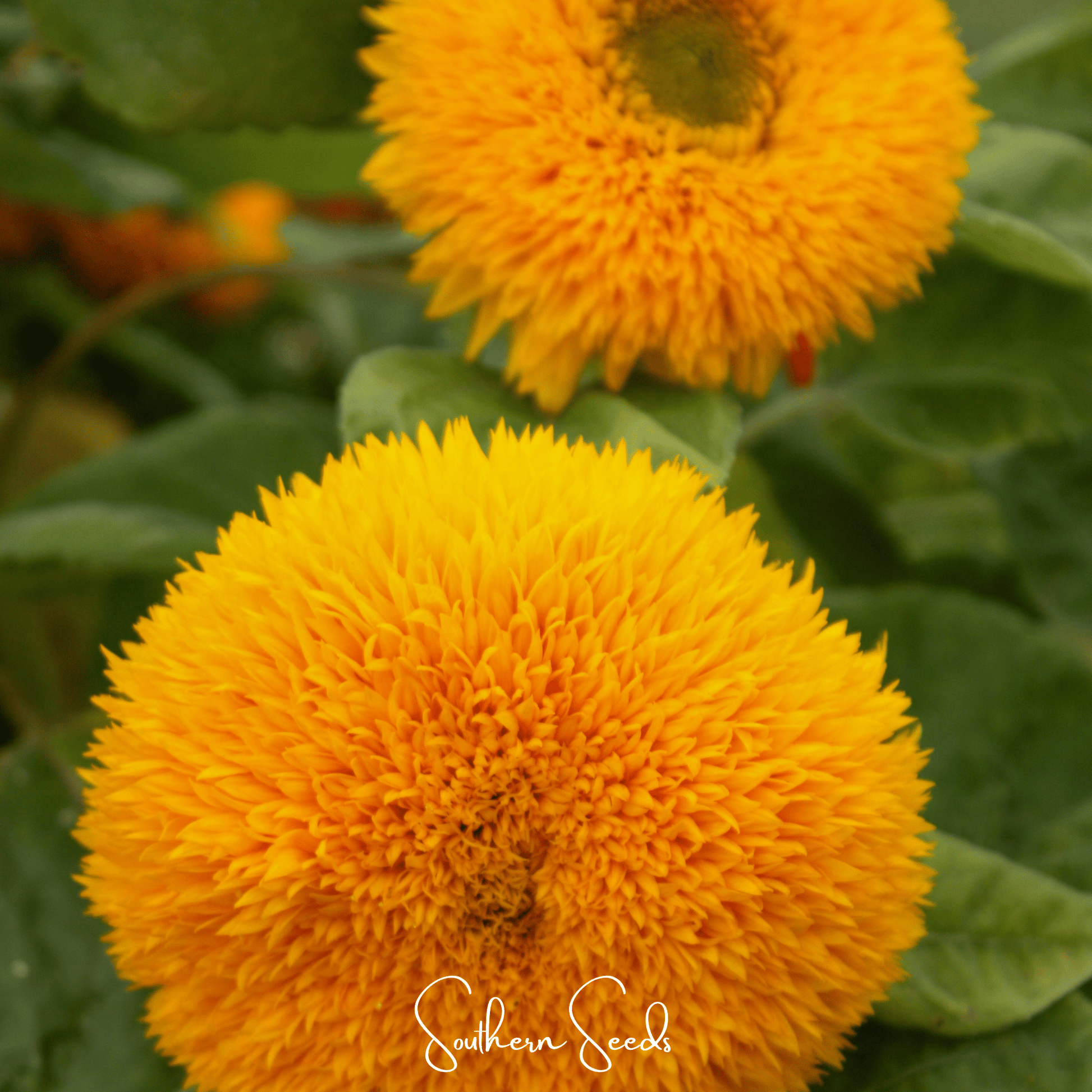 Close-up of two bright yellow sunflowers with green leaves in the background, featuring 'Southern Seeds' branding.