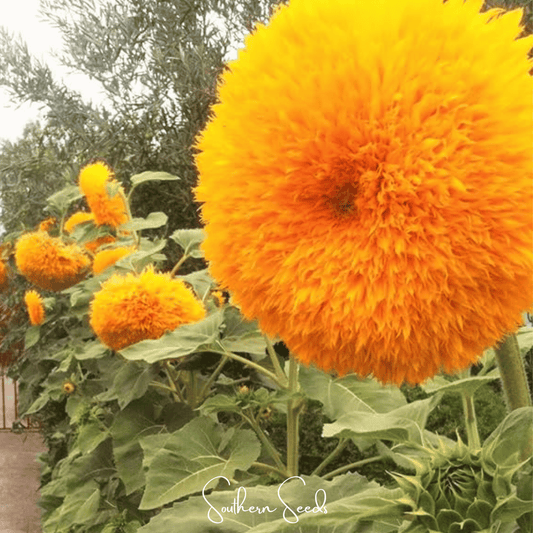 Close-up of a large orange sunflower with blurred background