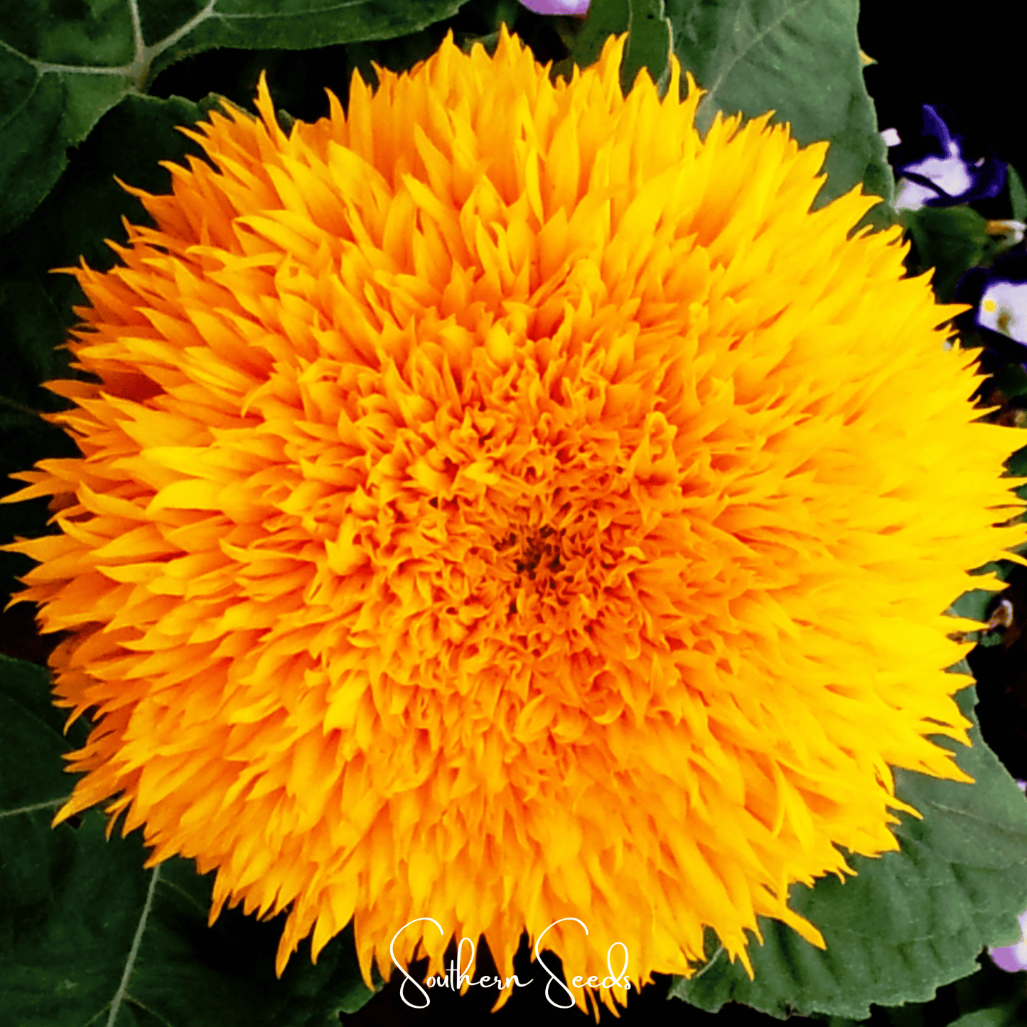 Close-up of a bright yellow sunflower with green leaves in the background