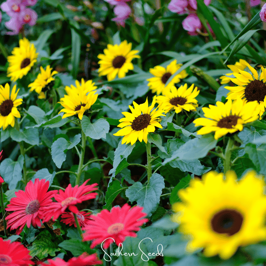 Sunflowers and pink flowers in a garden with 'Southern Seeds' branding.