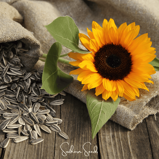 Sunflower with sunflower seeds on a wooden surface, featuring 'Southern Seeds' branding.