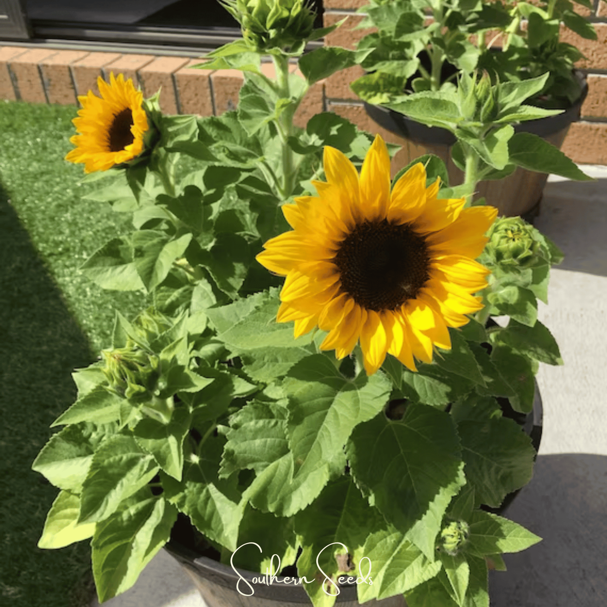 Sunflower plant with a pot on a patio