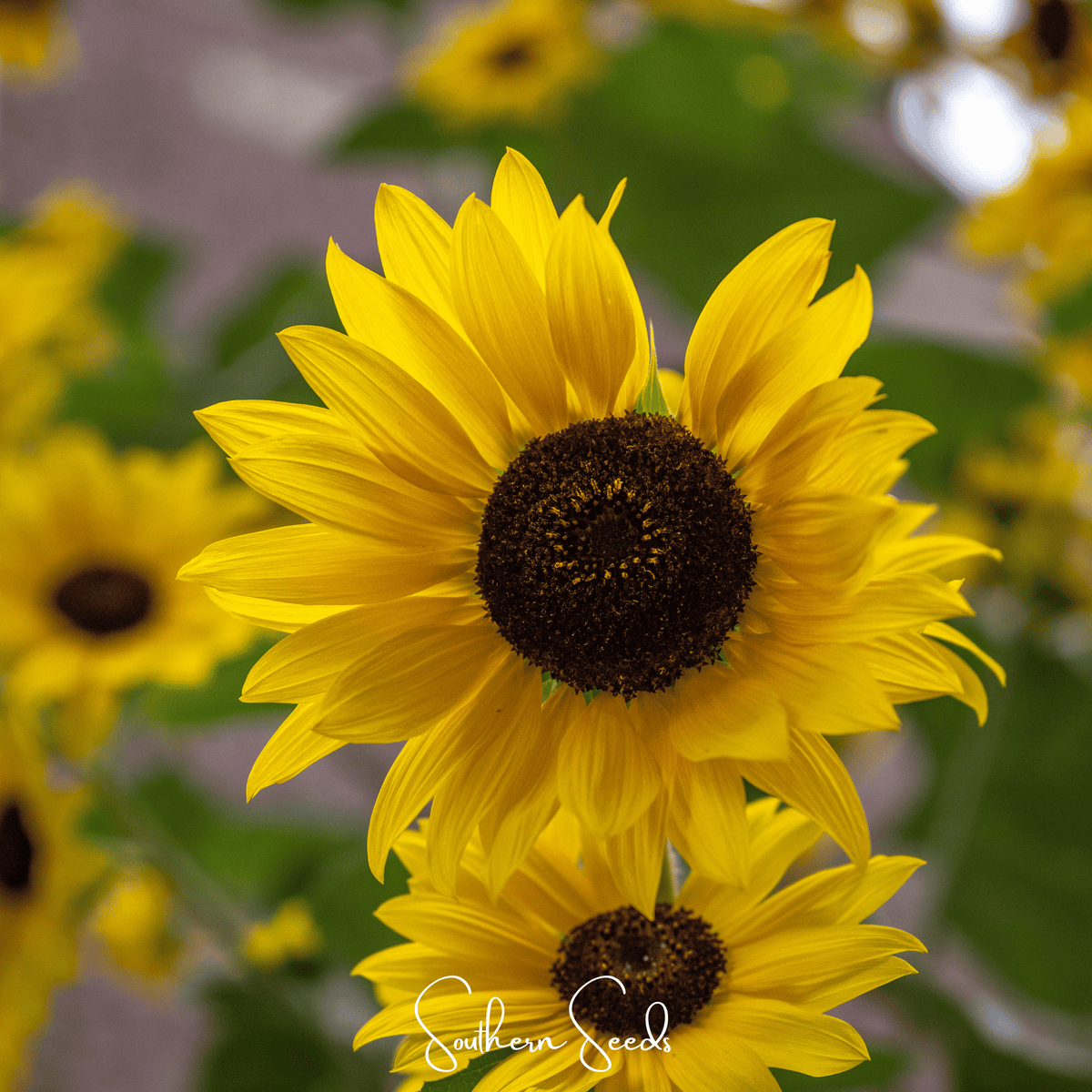 Incredible Dwarf Sunflower – 20 Seeds – Inundatio.com