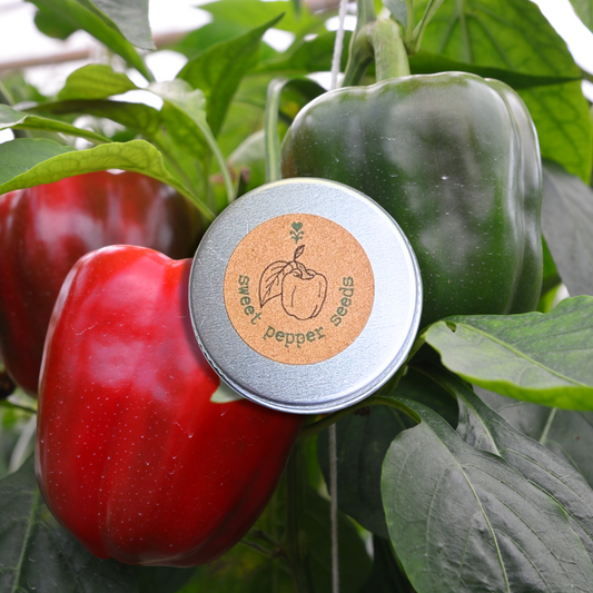 Red and green bell peppers with a container labeled 'Sweet Pepper Seeds' on a plant.