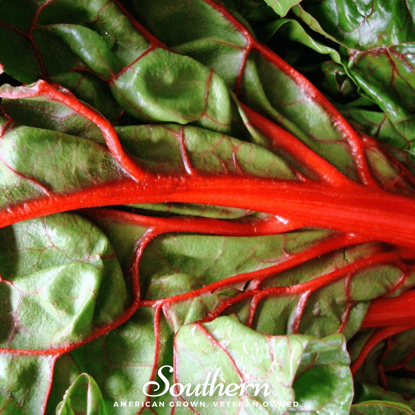 Close-up of green leafy swiss chard with red stems, branded 'Southern'.