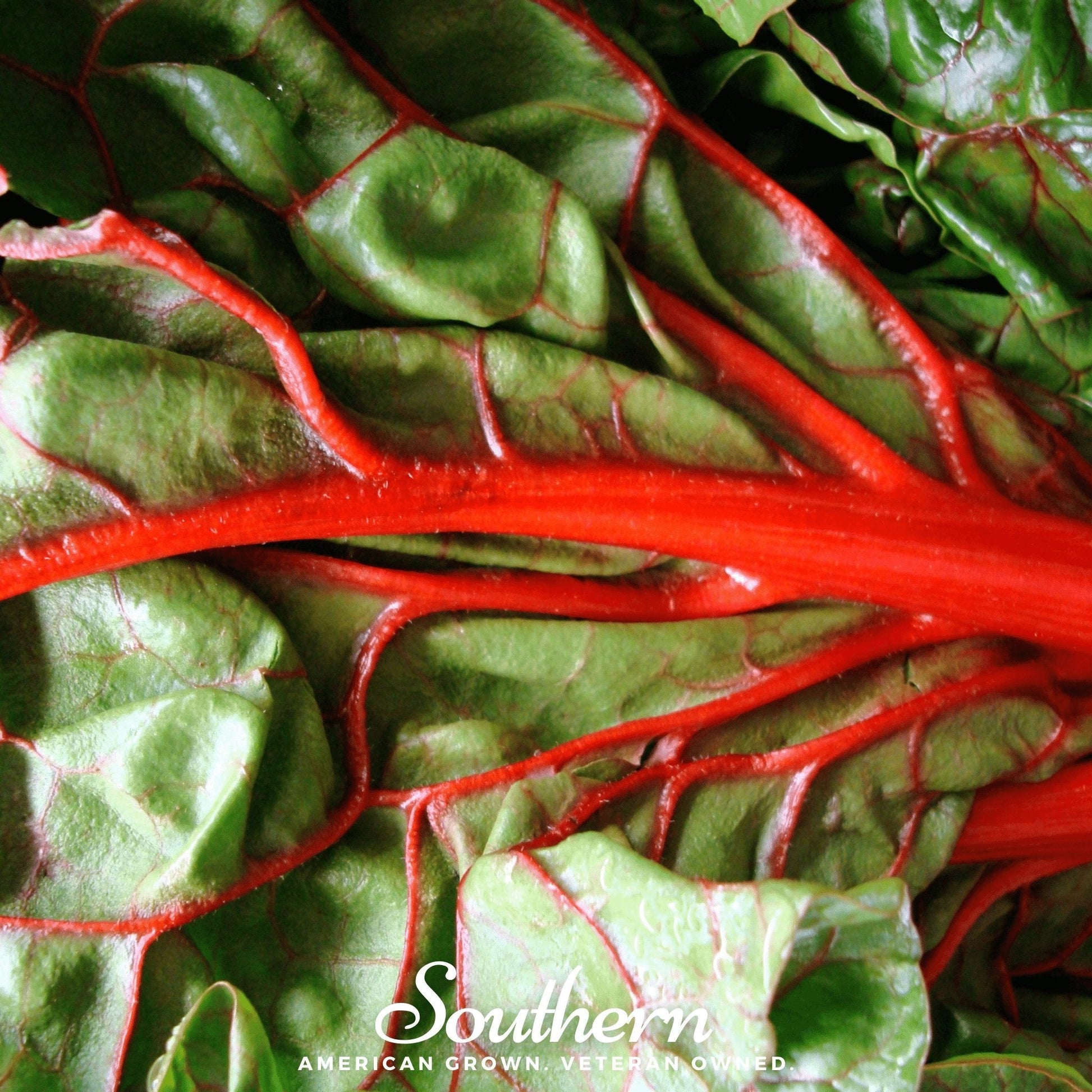 Close-up of green leafy swiss chard with red stems, branded 'Southern'.