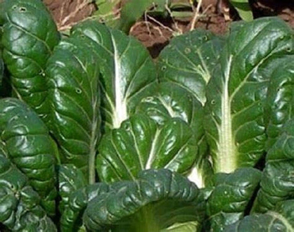 Close-up of green leafy Tatsoi Mustard with a blurred background