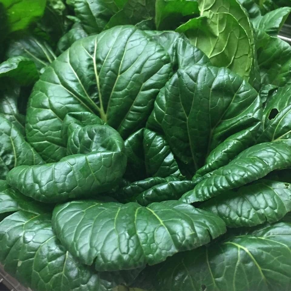 Close-up of fresh green Tatsoi Mustard Plant