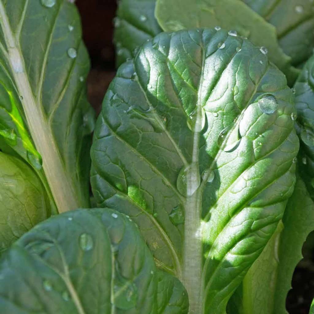 Close-up of green leafy Tatsoi Mustard with water droplets