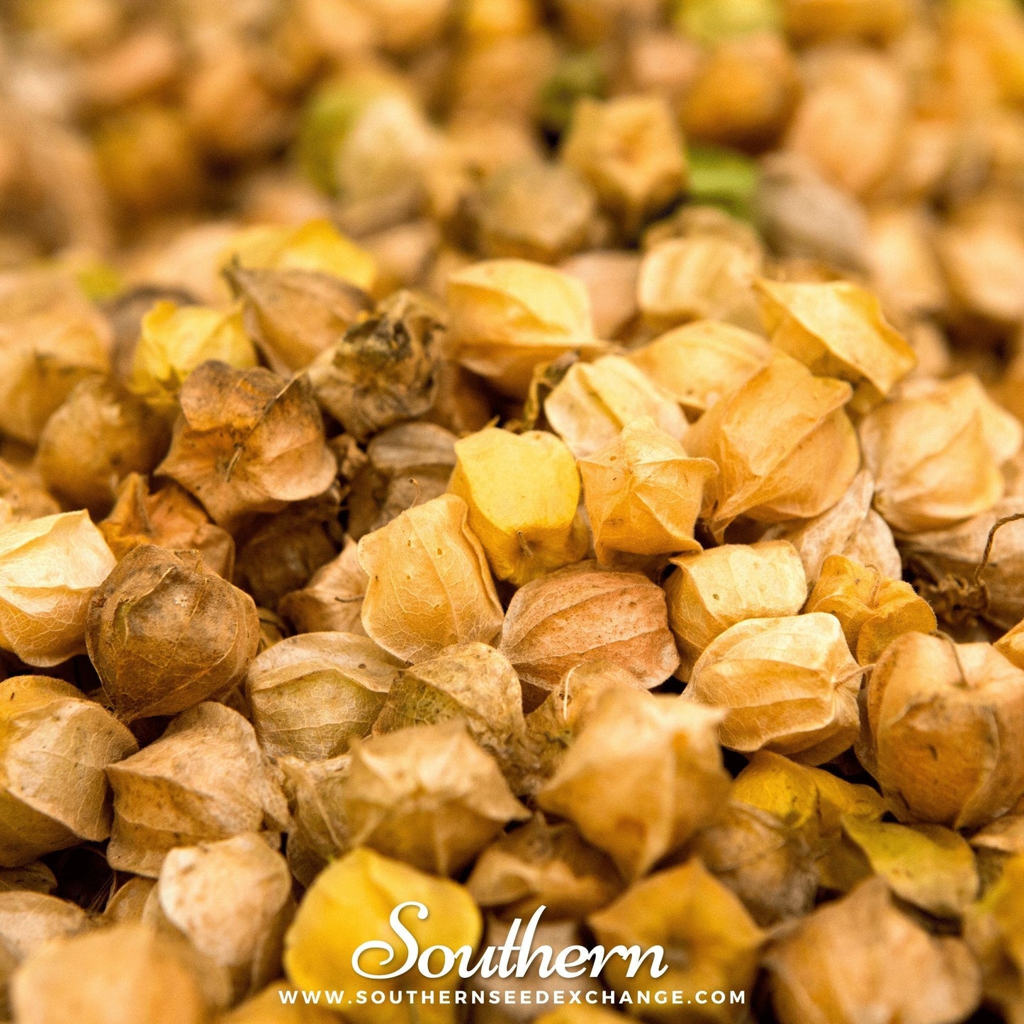 Close-up of dried physalis with 'Southern' branding and website.