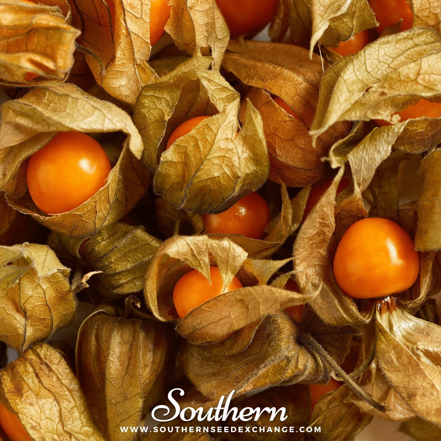 Close-up of orange tomatillos in brown husks with 'Southern' branding