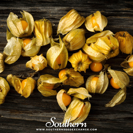 Physalis fruits with green husks on a wooden surface, branded 'Southern Seed Exchange'.