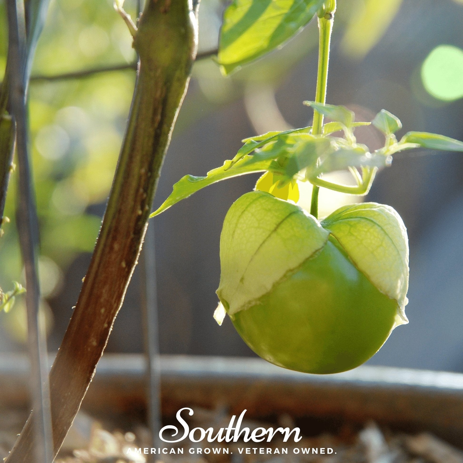 Green tomatillo on a plant with a blurred background