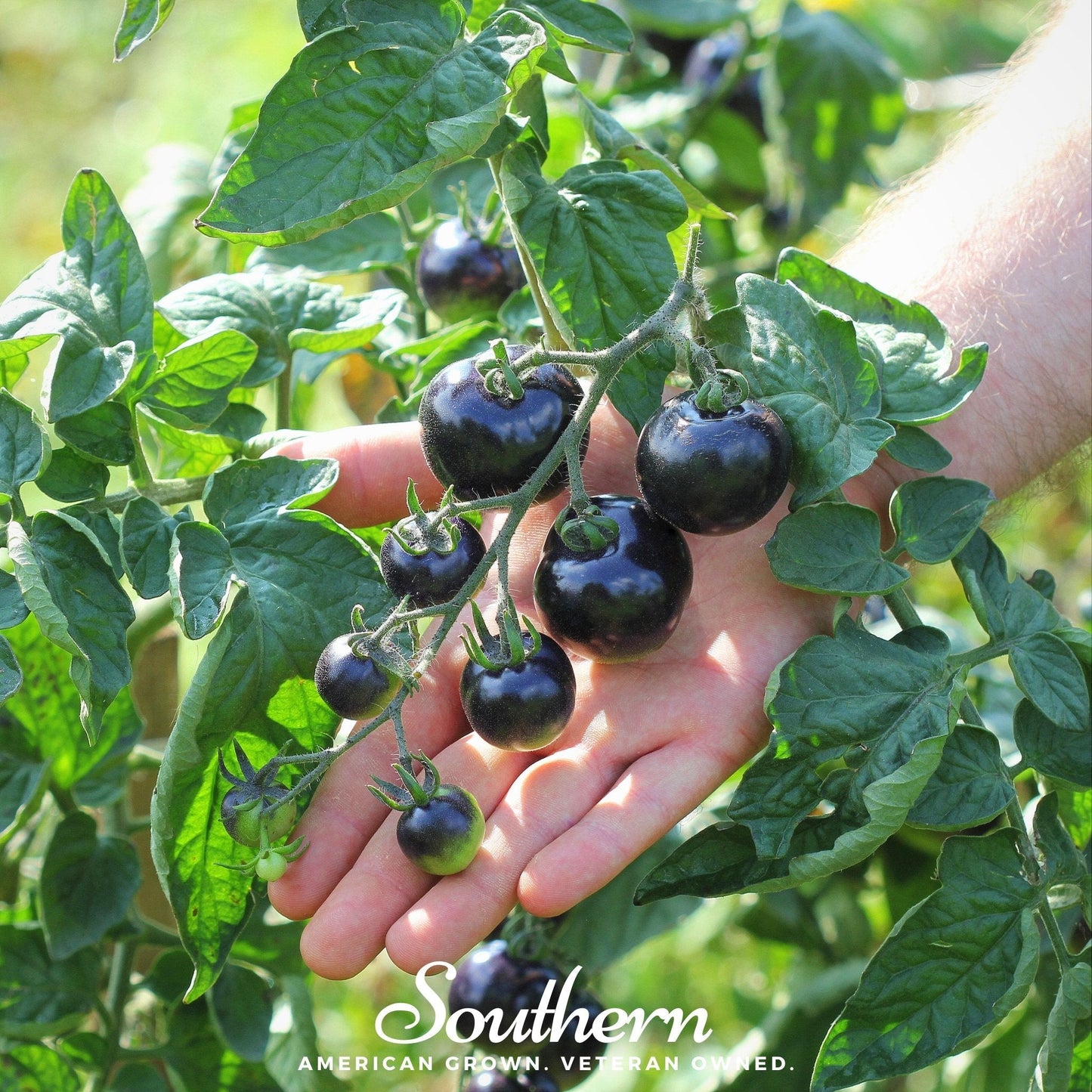 Hand holding a cluster of black tomatoes with green leaves in the background, featuring 'Southern' brand.