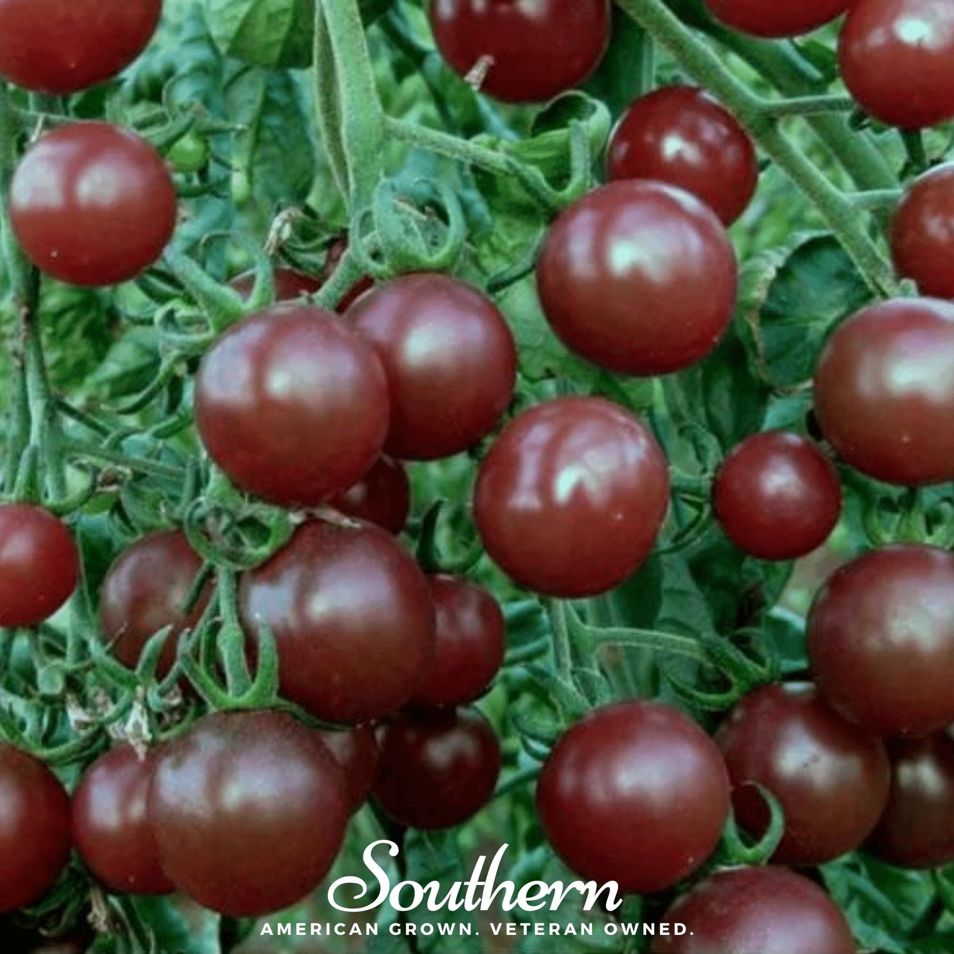Close-up of dark red tomatoes on a vine with 'Southern' branding.