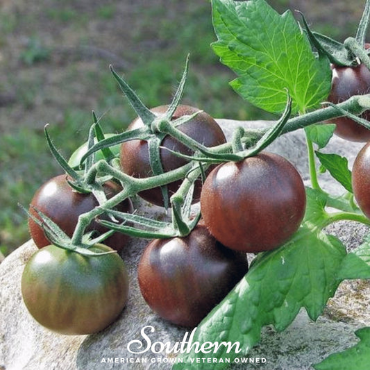 Bunch of dark green tomatoes on a vine with 'Southern' branding.
