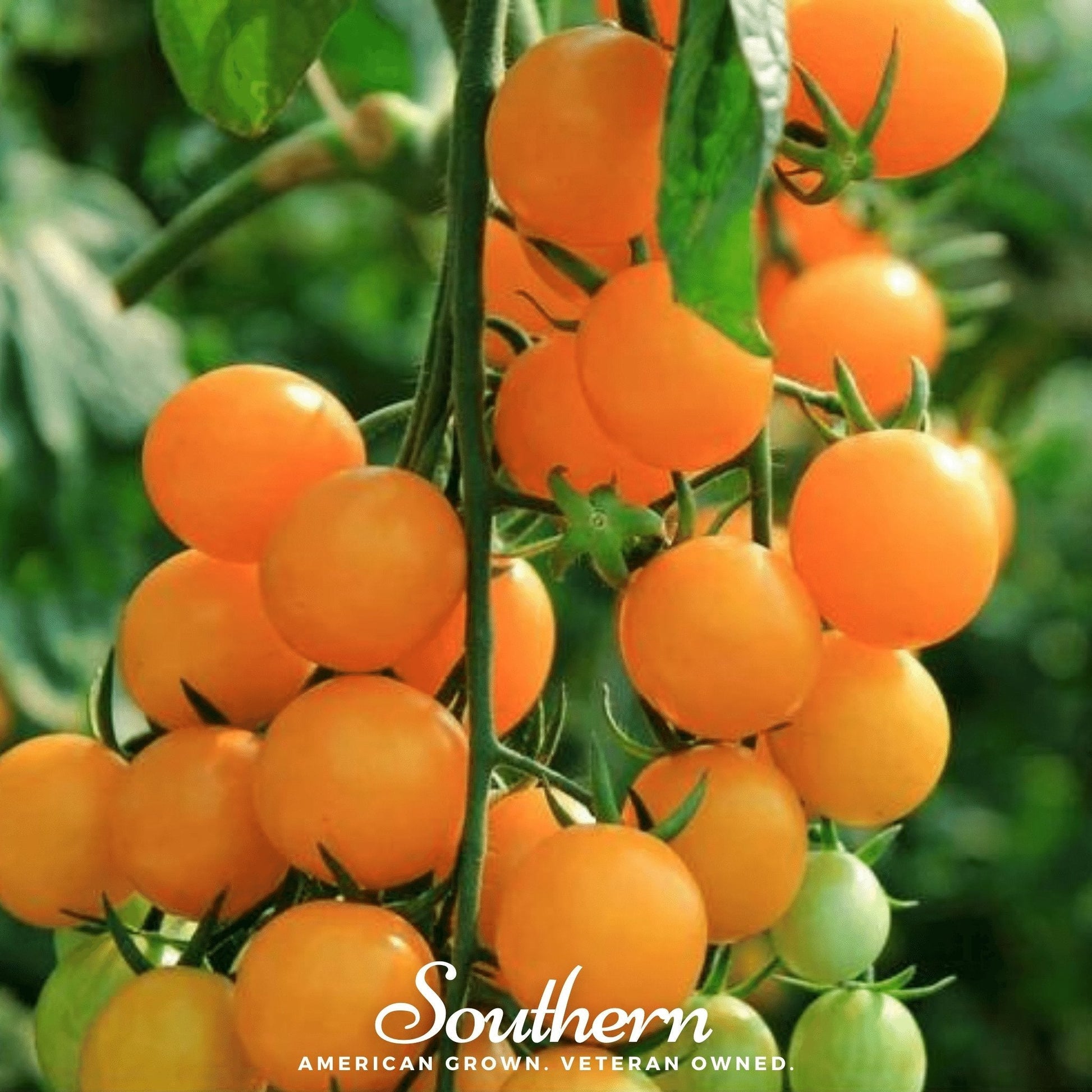 Cluster of bright orange tomatoes on a vine with 'Southern' branding.