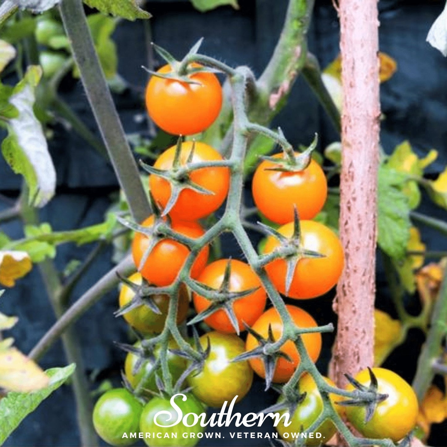 Cluster of cherry tomatoes on a vine with 'Southern' branding.