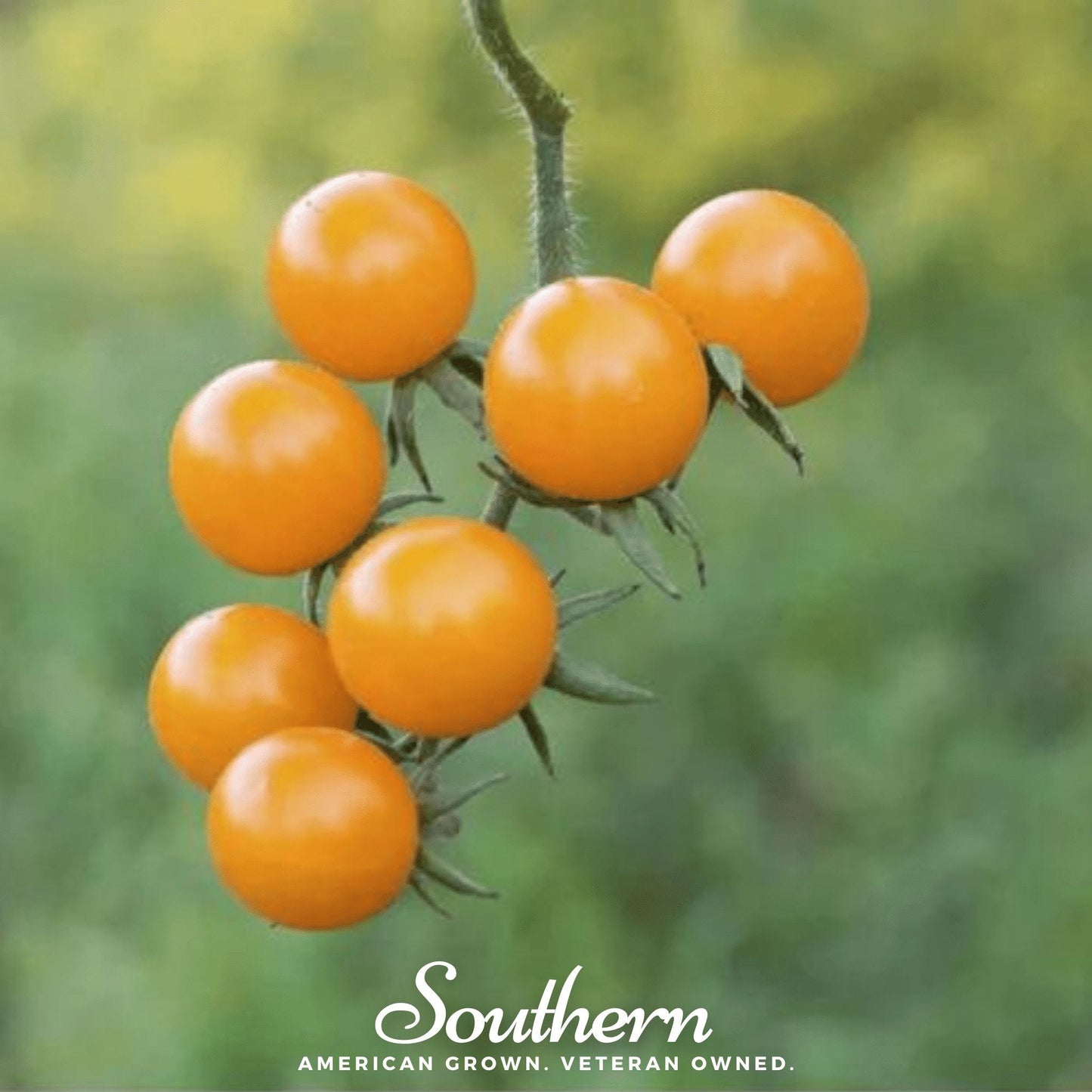 Cluster of orange cherry tomatoes on a green blurred background with 'Southern' branding.