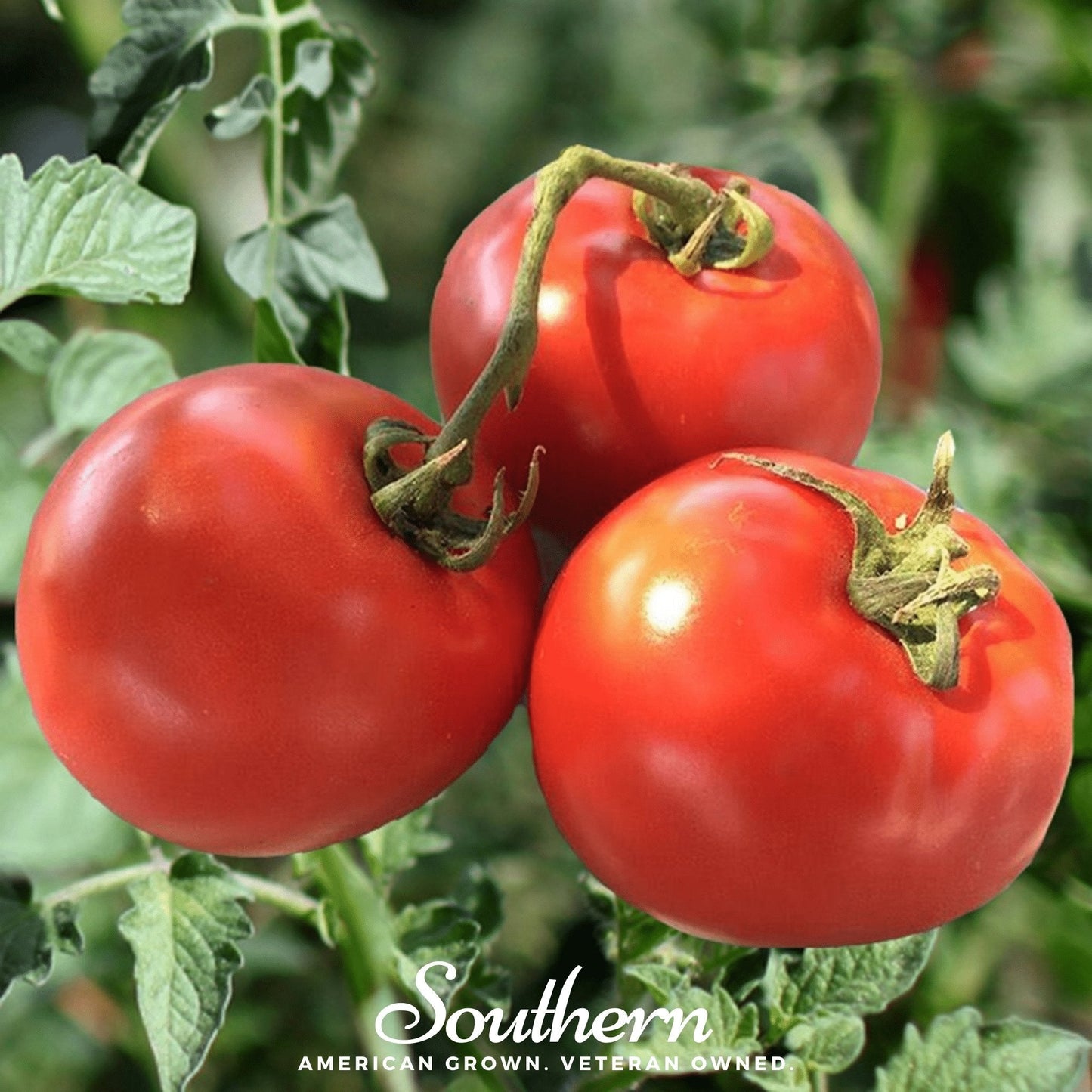Three red tomatoes on a vine with 'Southern' branding in the background.