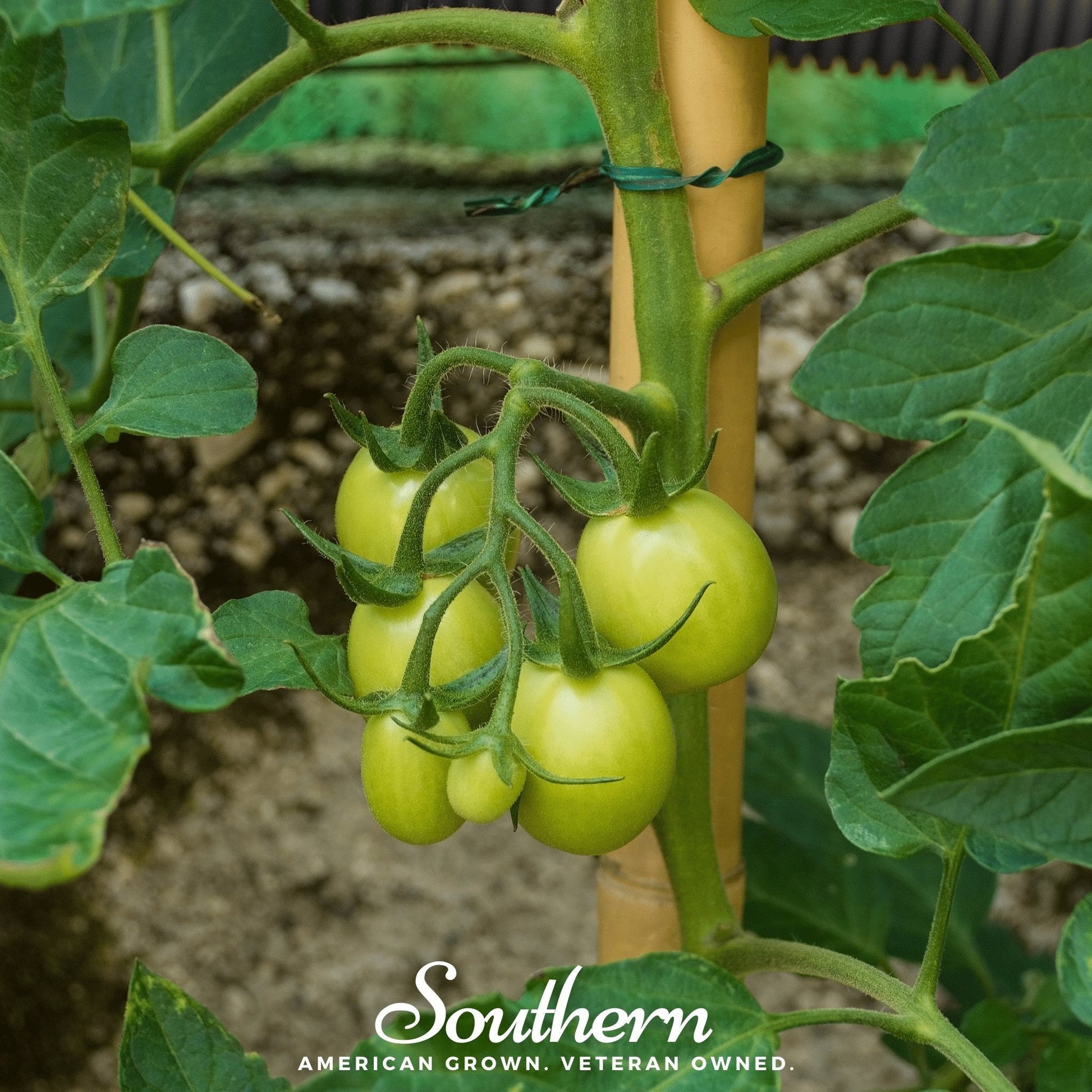 Green tomatoes on a vine with a blurred background and 'Southern' branding.
