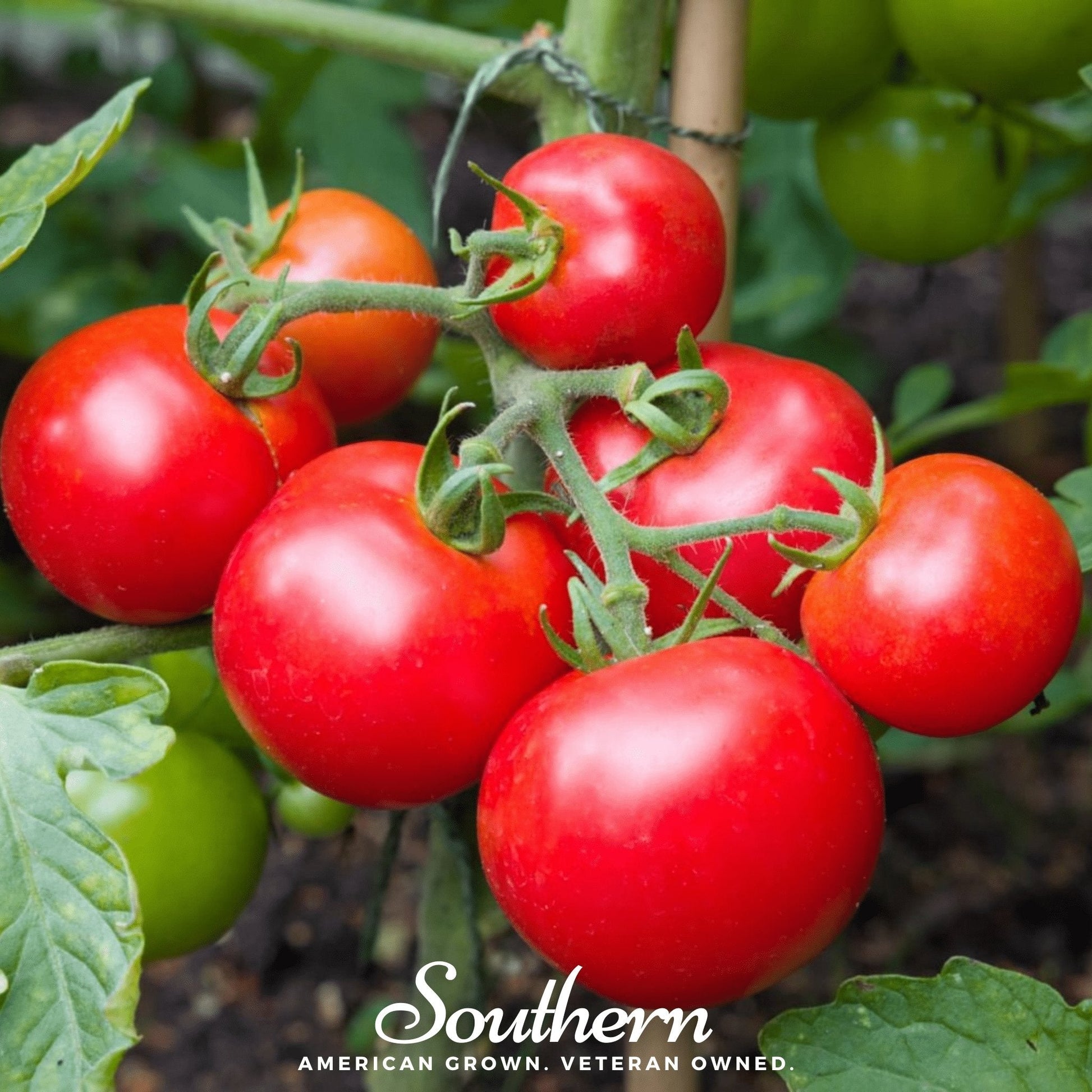 Red tomatoes on a vine with green leaves, featuring the 'Southern' brand.