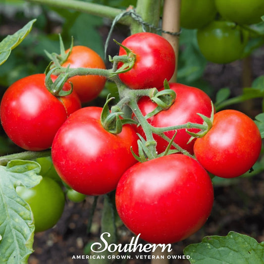 Red tomatoes on a vine with green leaves, featuring the 'Southern' brand.