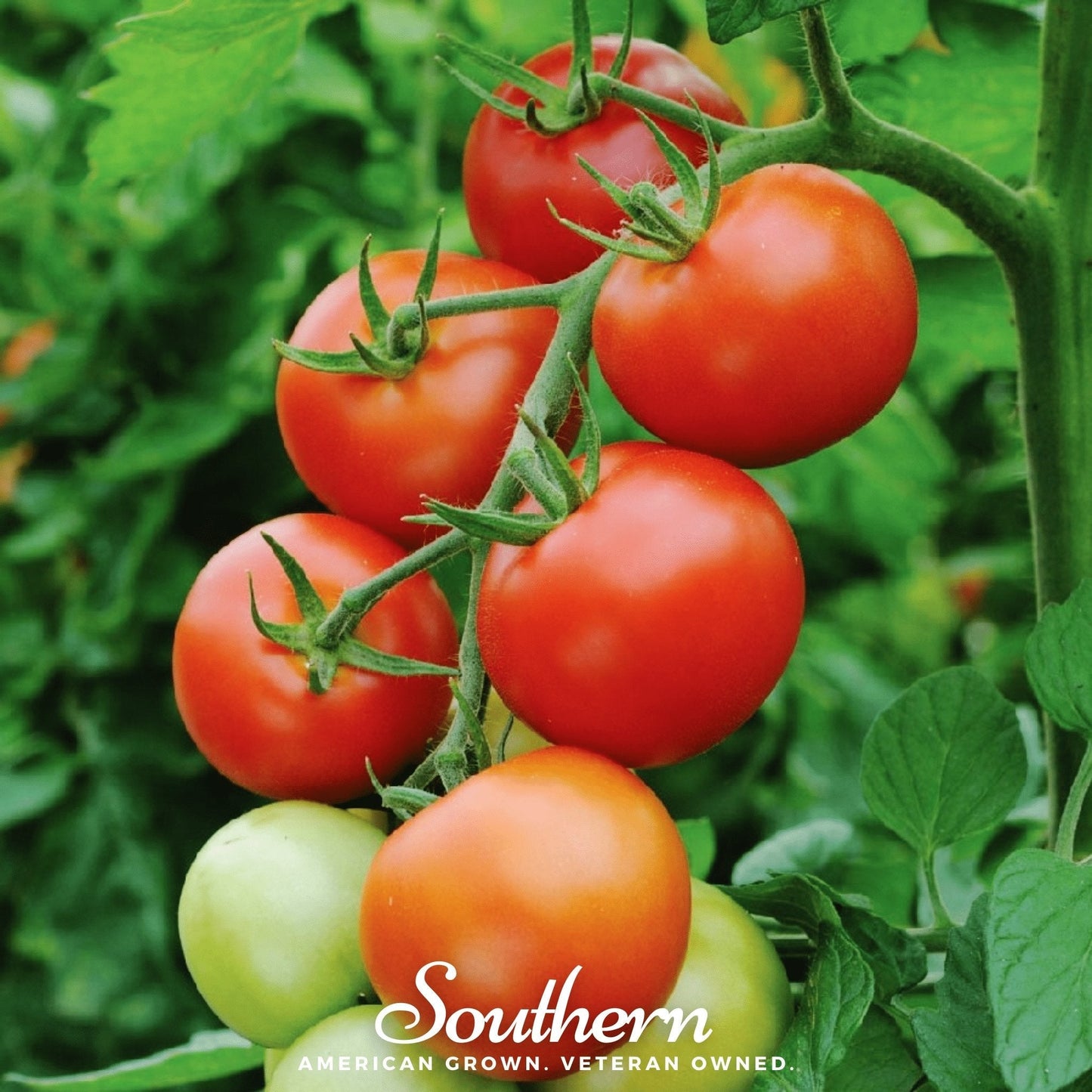 Red tomatoes on a vine with green leaves, featuring the 'Southern' brand.