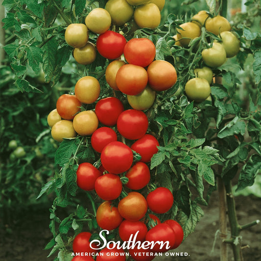 Tomatoes growing on a plant with 'Southern' branding.