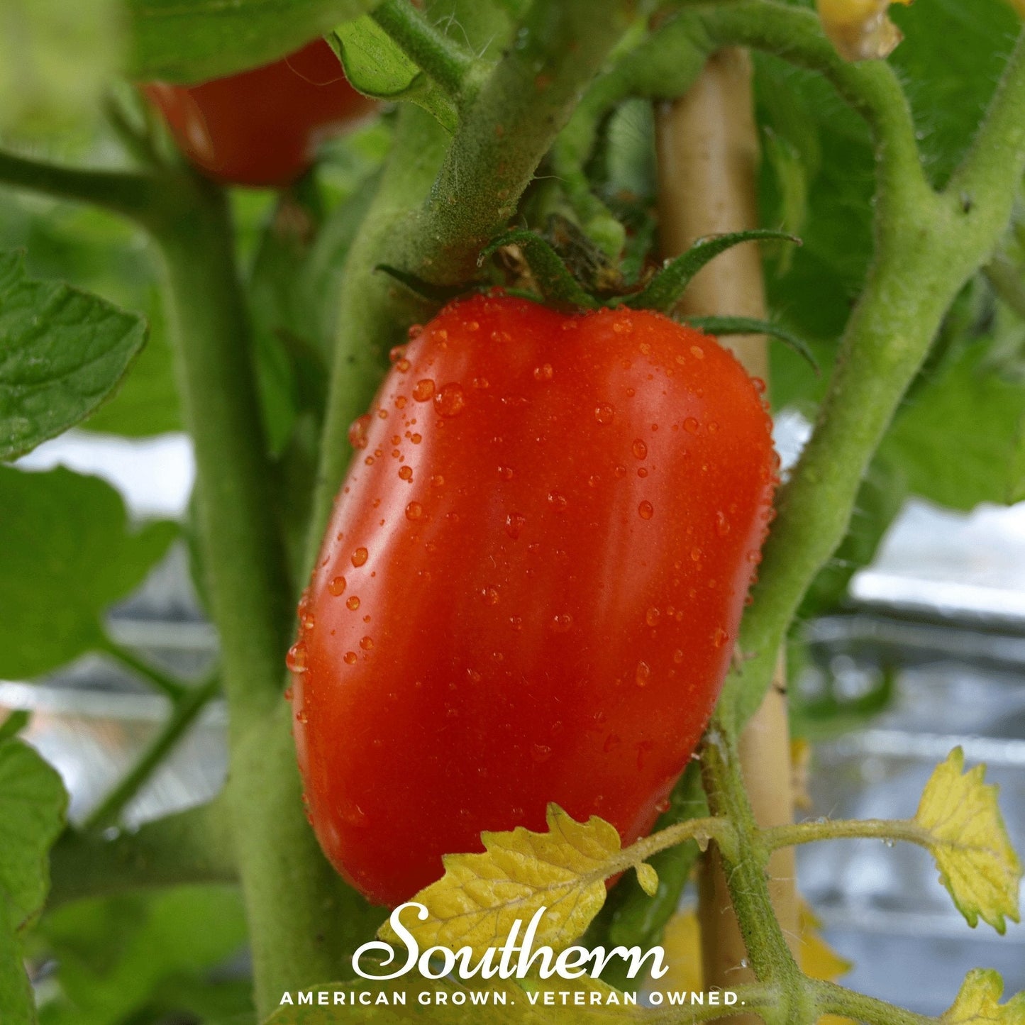 Red tomato on a plant with 'Southern' branding