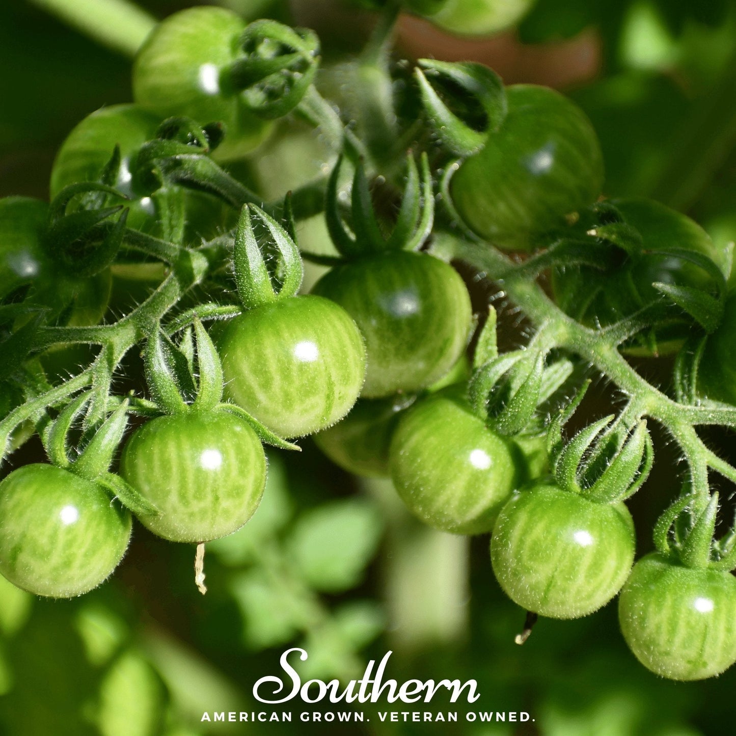 Close-up of green tomatoes on a vine with 'Southern' branding.