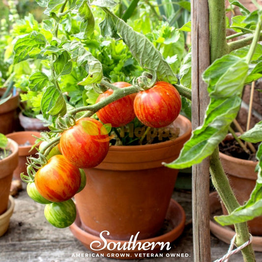 Tomatoes growing on a vine in a pot with 'Southern' branding.