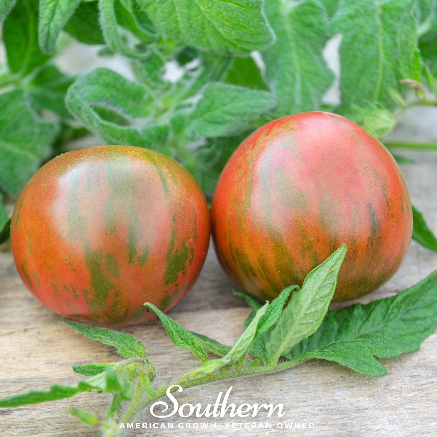 Two red and green striped tomatoes on a wooden surface with leaves.