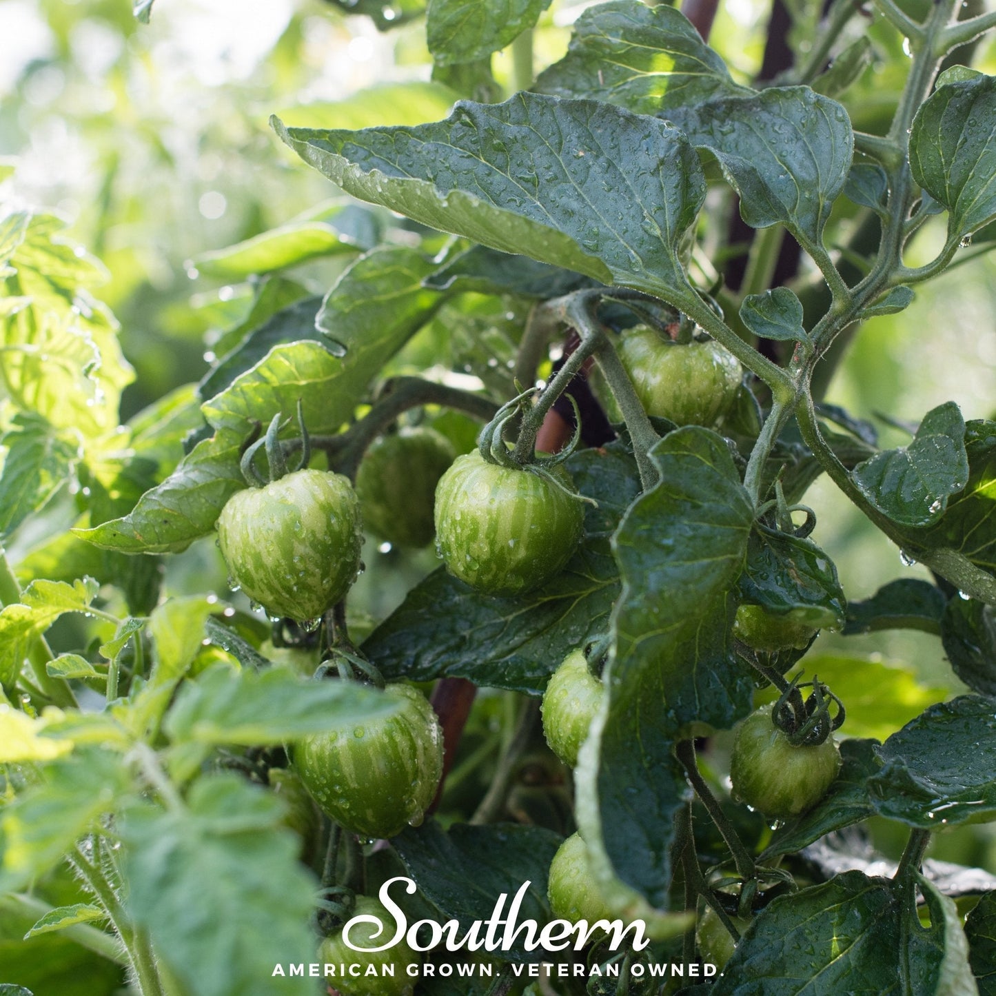 Green tomatoes on a vine with 'Southern' branding.