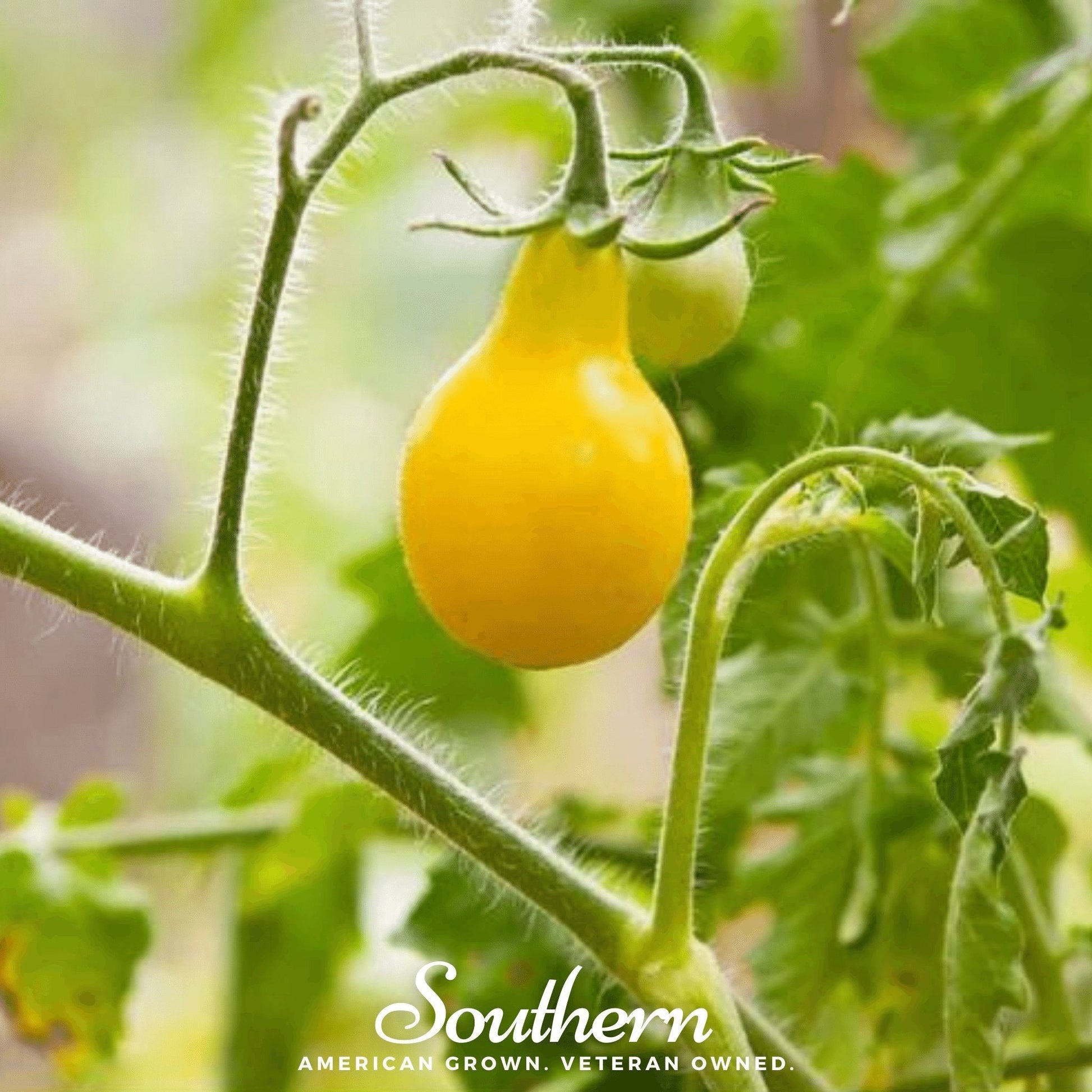 Yellow tomato on a plant with 'Southern' branding in the background