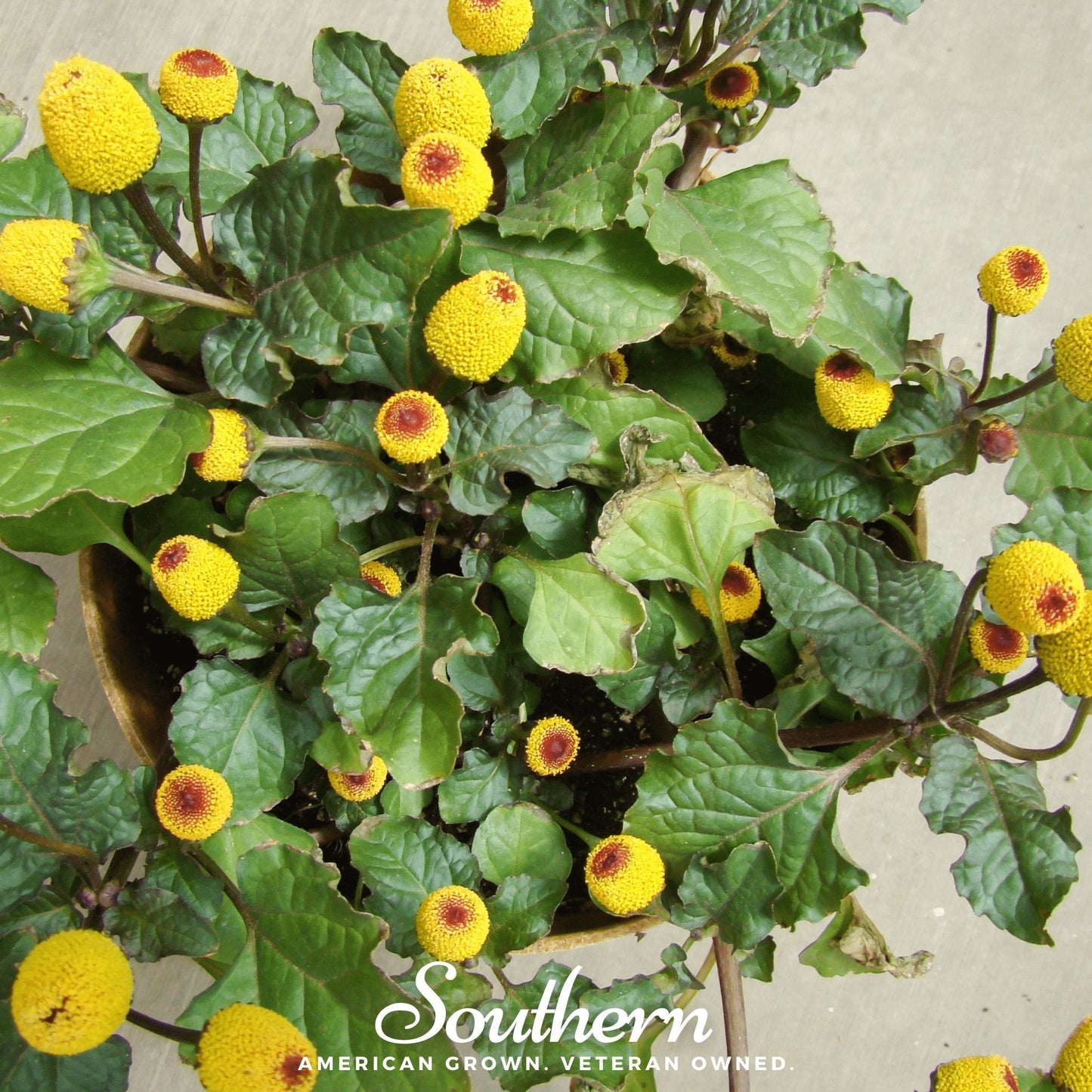 Potted plant with yellow flowers and green leaves, featuring the brand 'Southern'.