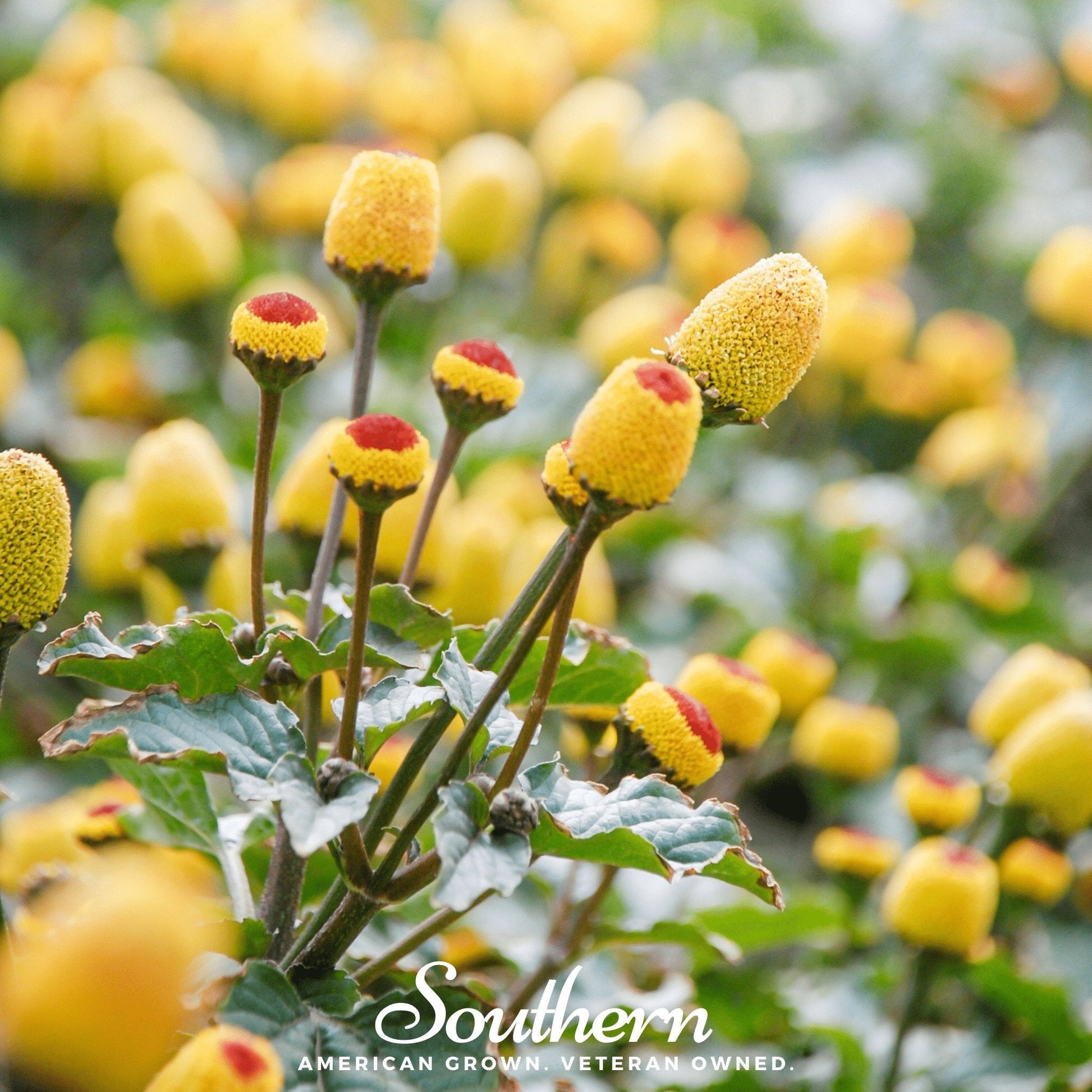 Close-up of yellow flowers with red centers and green leaves, blurred background.