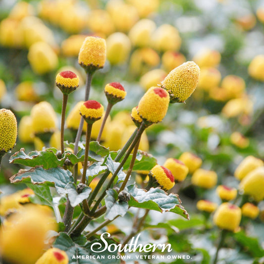 Close-up of yellow flowers with red centers and green leaves, blurred background.