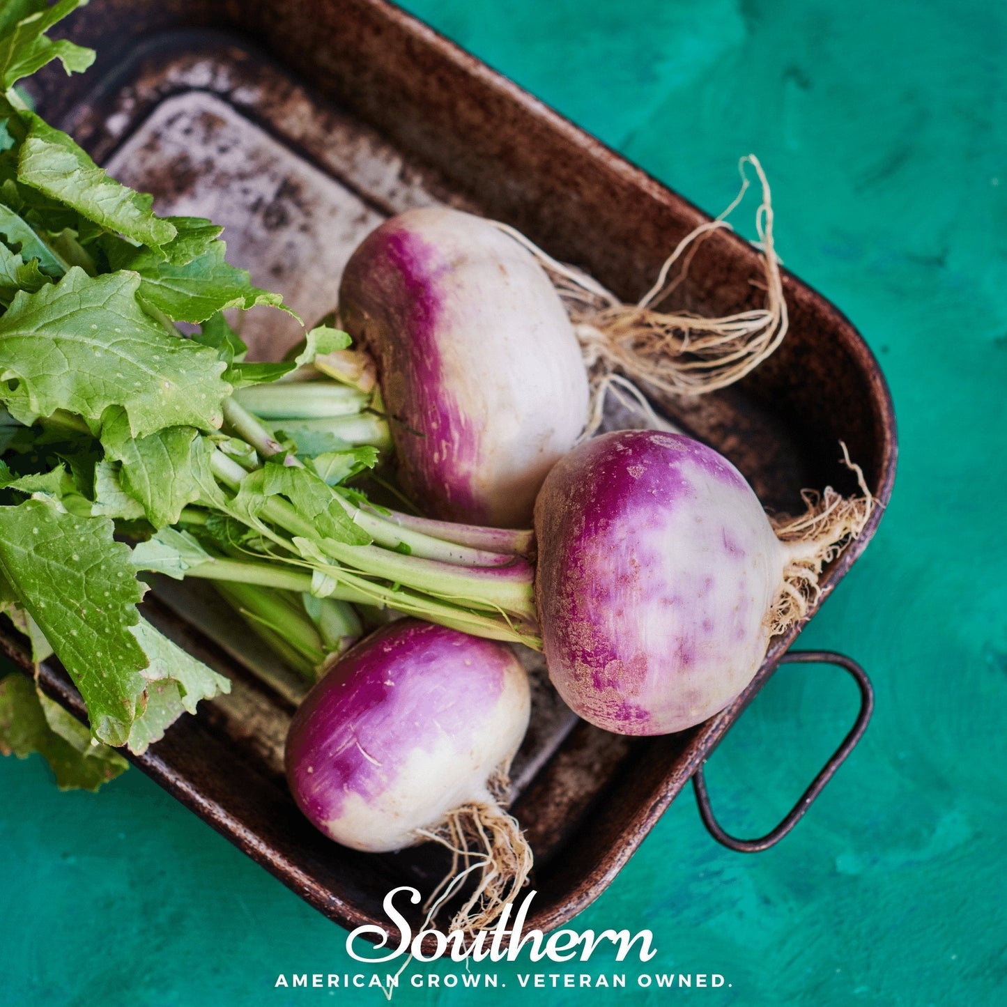 Purple Top White Globe Turnip – 250 Seeds