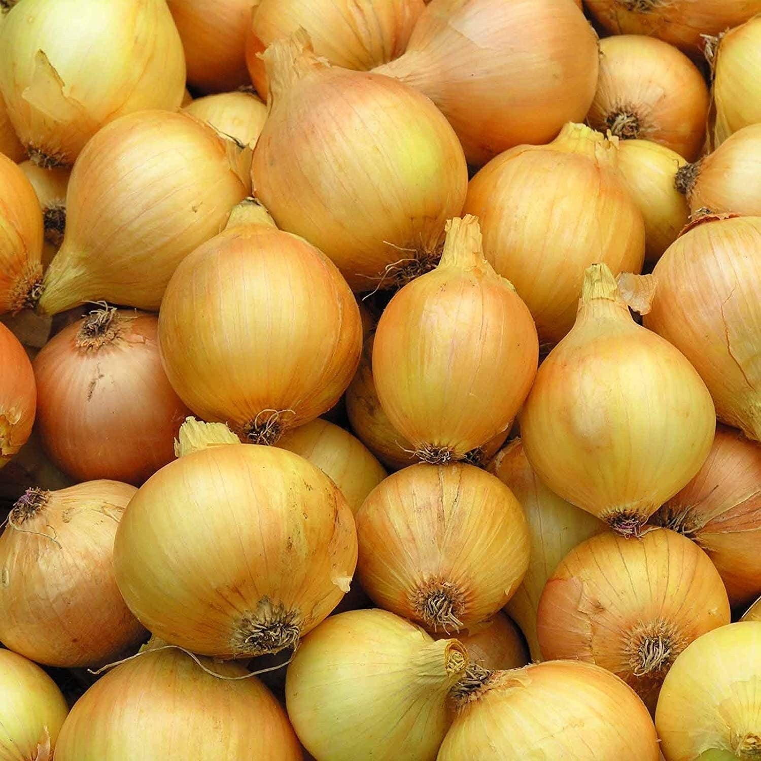 Close-up of a pile of yellow onions