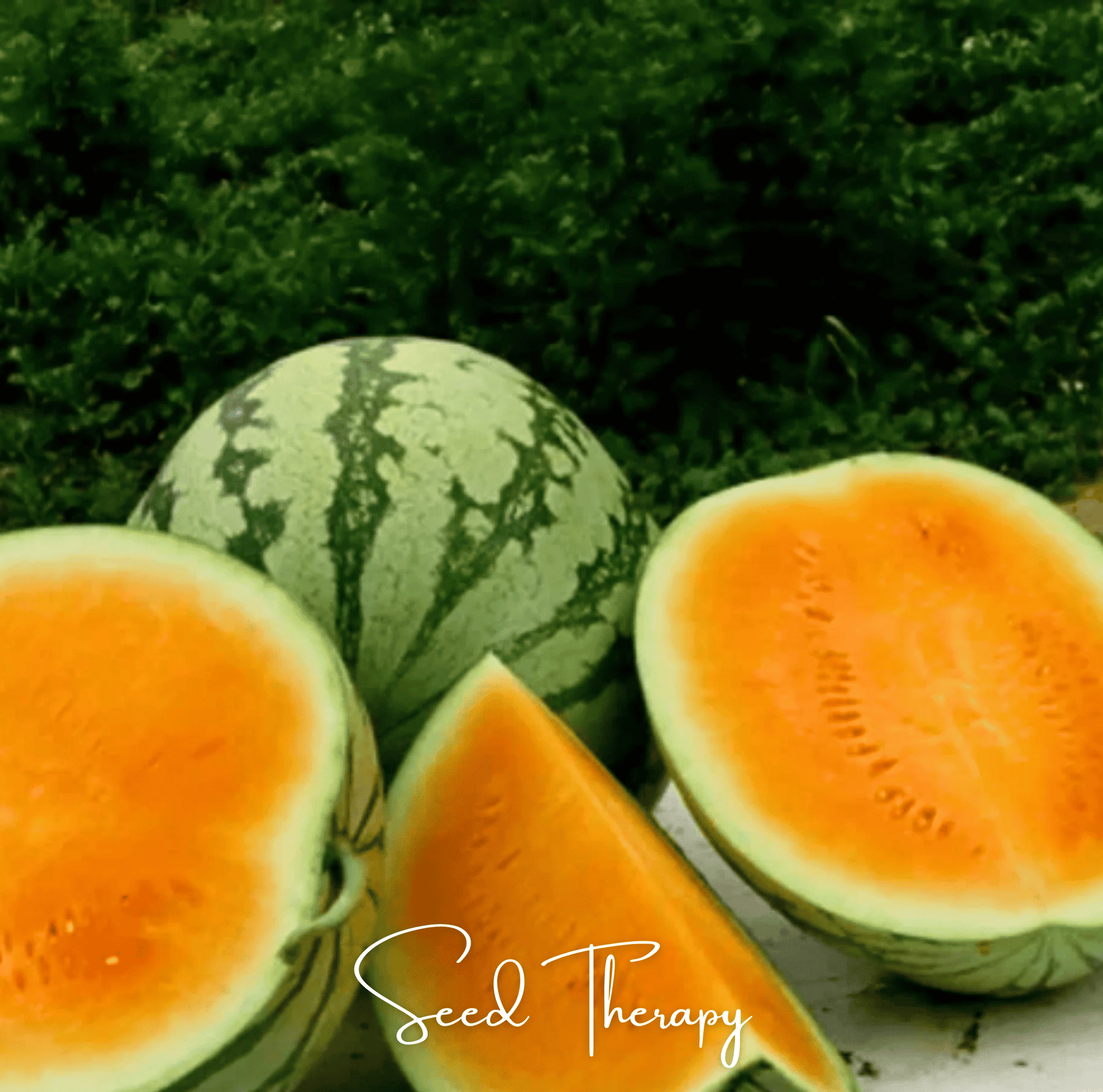 Watermelon and cantaloupe on a green leafy background with 'Seed Therapy' branding.