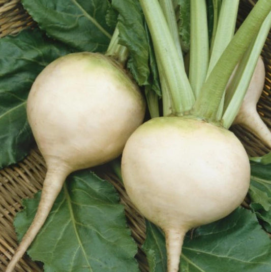 Two albino beets with green leaves on a woven surface