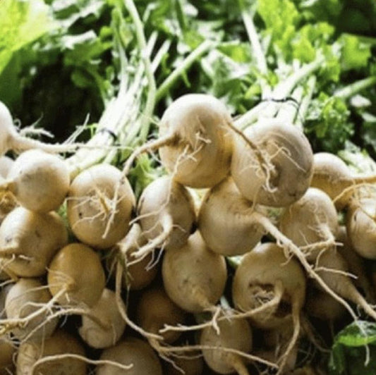 Bunch of white beets with green leaves in the background